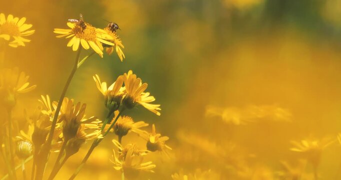 field of yellow flowers  tephroseris in sunlight with hoverflies