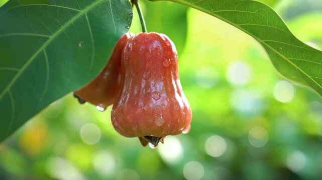 Closeup of a ripe red rose apple hanging from a tree branch.
