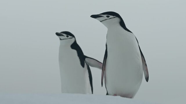 Close-up portrait of two Chinstrap penguins standing side by side on white snow against pale overcast Antarctic sky looking alertly around