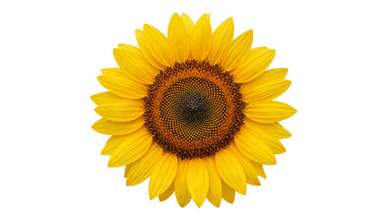 Fototapeta premium Bright Yellow Sunflower Blossom Isolated on Transparent Background