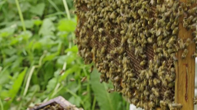 Apis mellifera worker bees (family Apidae) cluster on comb as beekeeper lifts frame and places it into empty hive space to support colony expansion and production phase, handheld close up