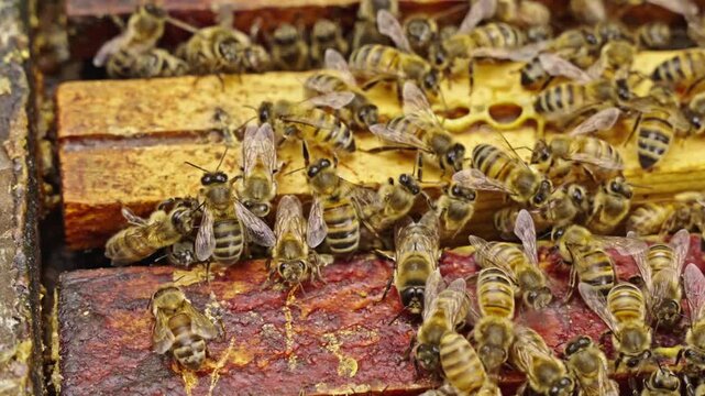 Apis mellifera worker bees (family Apidae) walk across wooden frames showing antennal contact, trophallaxis and coordinated movement during colony maintenance, handheld macro close up
