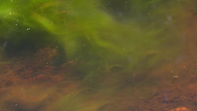 Submerged particles and algae forming green and brown colors underwater, Nebraska, USA