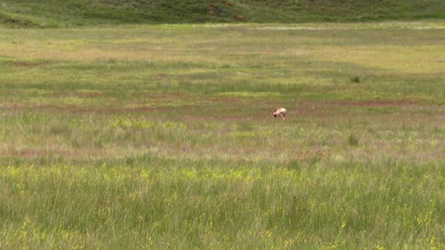 Pronghorn antelope foraging in expansive Nebraska grasslands, wilderness habitat