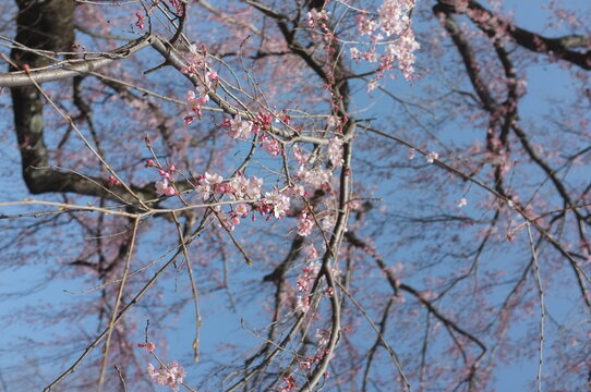 【京都】魁　平野神社に咲く早咲きの桜