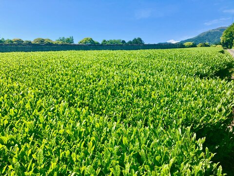 Tea farm in Numazu, Shizuoka Prefecture, Japan