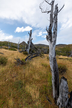 Lenga of Mirador Cuernos