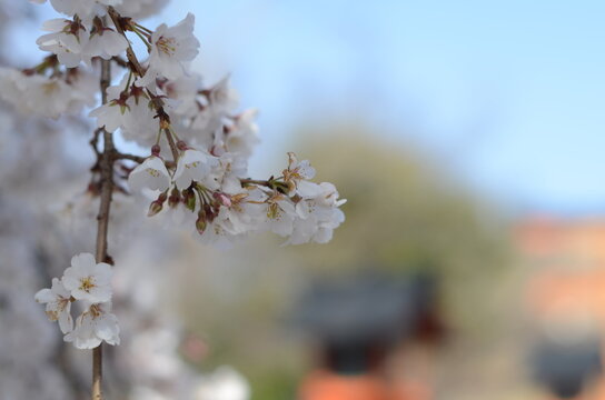 【京都】魁　平野神社に咲く早咲きの桜