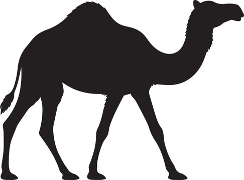amel Silhouette Desert Animal Dromedary Walking Vector Graphic Illustration