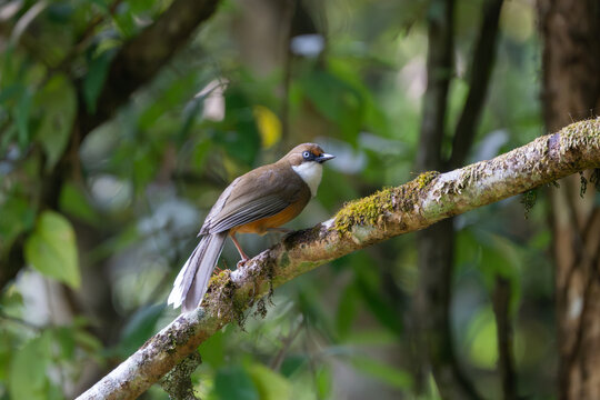 White-throated Laughingthrush in its natural Himalayan habitat, showcasing its striking plumage and social behavior among dense forest undergrowth in Nepal.