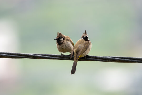 A pair of Himalayan Bulbul perched on an electric wire against a clear background, showcasing the beauty and behavior of these charming Himalayan birds found in Nepal.