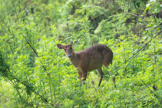 Barking Deer standing alert in its natural forest habitat, showcasing the beauty of Himalayan wildlife and the rich biodiversity of Nepal.