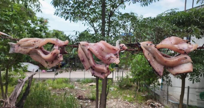 Row of raw fish fillets drying on a rusty barbed wire fence with swarming flies. Traditional food preservation methods and sanitation issues in Southeast Asia.