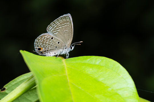 A Plain Cupid (Luthrodes pandava) butterfly perching on green leaf in national park.
