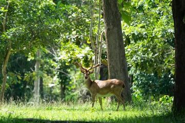 An Eld's deer or brow-antlered deer standing on grass in Huai Kha Khaeng Wildlife Sanctuary in Thailand. © goldquest