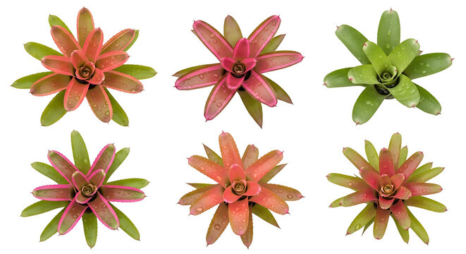 Six different colorful bromeliad plants arranged in two rows on a white background.