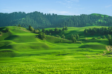 Naklejka premium Beautiful green hills and lush meadows under a clear blue sky at Nalati Grassland in Xinjiang, China