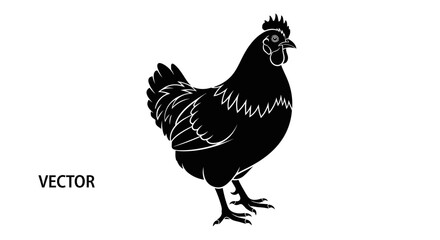 Black hen silhouette vector illustration on white background. © jack