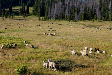 Sheep Grazing in Meadow near Steamboat Springs © jia
