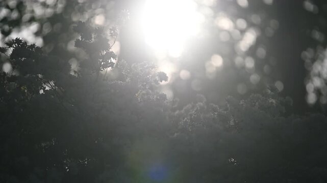 Zoomed-in view of white azalea flowers illuminated by backlight