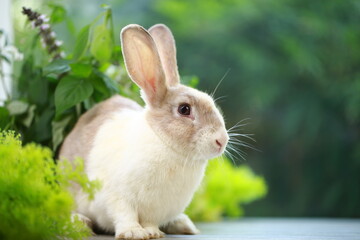 Fototapeta premium Brown orange young rabbit on grey wood floor with green plant decoration as summer nature with green background. Happy bunny and relax pet.