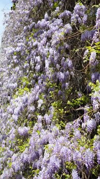 Blooming cascading racemes of purple Wisteria with scented blossoms hanging outdoors in city garden, blooming violet Wisteria commonly used as decorative plant for house facades creating flower drapes