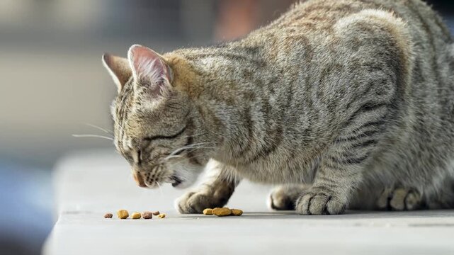 Hungry stray cat enjoying eating dry food at street given by volunteers, human care for animals and hunger prevention, feral street feline fed by people, humanity act of helping and community bond.