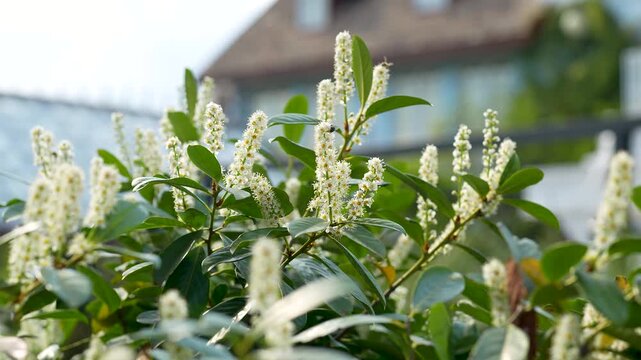 Lush flowering shrub with tiny aromatic flowers Prunus laurocerasus, commonly known as Cherry Laurel, English Laurel, or Common Laurel growing outdoors under sun, vigorous, broadleaf evergreen tree.