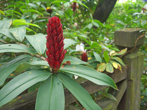 Costus speciosus ginger bright red bud