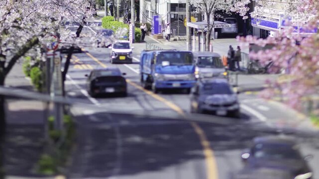 A timelapse of miniature traffic jam at the cherry flower street in Tokyo panning