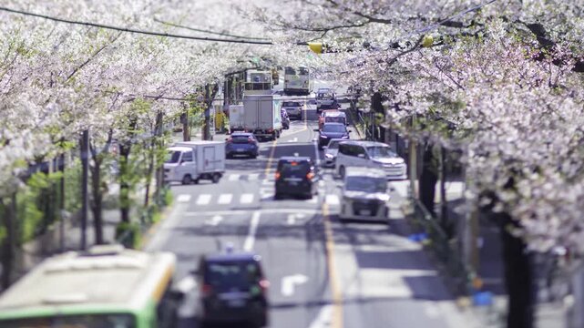 A timelapse of miniature traffic jam at the cherry flower street in Tokyo tilt