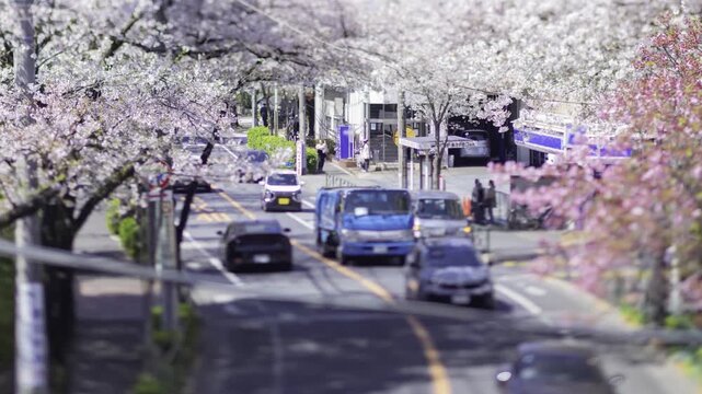 A timelapse of miniature traffic jam at the cherry flower street in Tokyo tilt