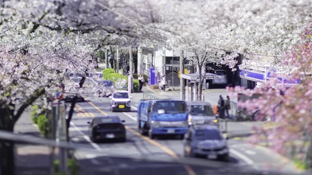 A timelapse of miniature traffic jam at the cherry flower street in Tokyo zoom