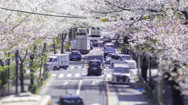 A timelapse of miniature traffic jam at the cherry flower street in Tokyo zoom
