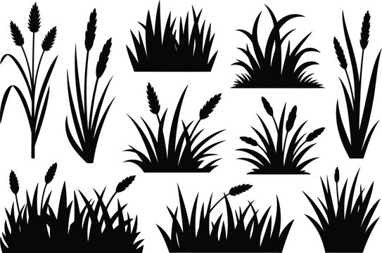 Black silhouette collection of various grasses and reeds on a white background natural vegetation
