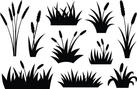 Black silhouette collection of various wetland grasses and reeds against a white background natural elements