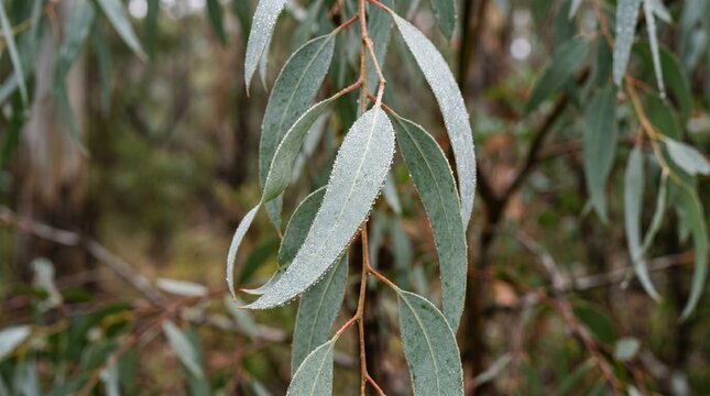 Dew drops on eucalyptus leaves in a forest setting