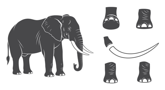 Grey Elephant Vector Illustration Set Including Trunk Tusk And Foot Anatomy Elements Isolated For Educational African Wildlife And Biology Science Designs