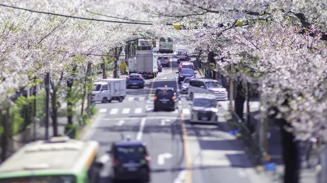A timelapse of miniature traffic jam at the cherry flower street in Tokyo tilt