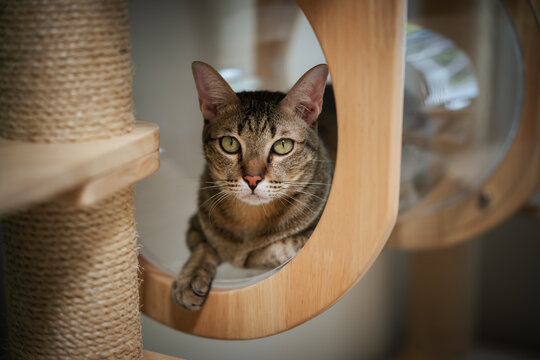 tabby cat resting on a modern transparent capsul bed on cat tree tower, wooden cat climber