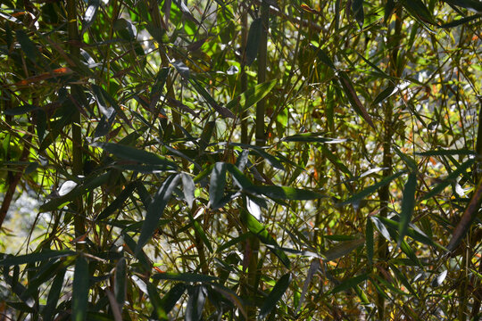 Lush bamboo grove background with vibrant green leaves and stems.