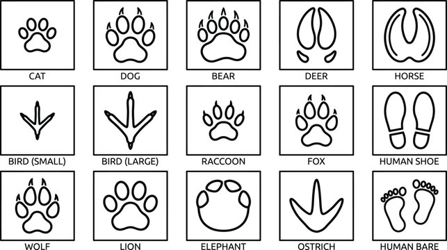 Grid of fifteen black and white animal and human footprint with labels including cat dog bear deer horse bird raccoon fox human shoe wolf lion elephant ostrich and bare human foot