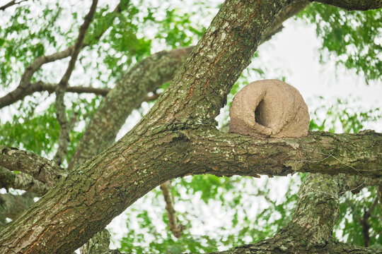 Nido caracter&iacute;stico de hornero construido con barro sobre una rama de &aacute;rbol. Esta ave sudamericana es conocida por su singular arquitectura natural y su comportamiento trabajador
