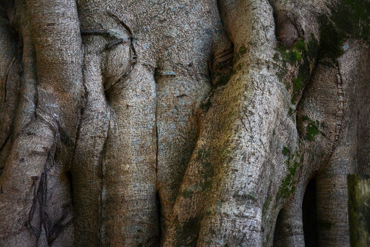 Close-up of a massive tropical tree trunk with intricate bark texture.