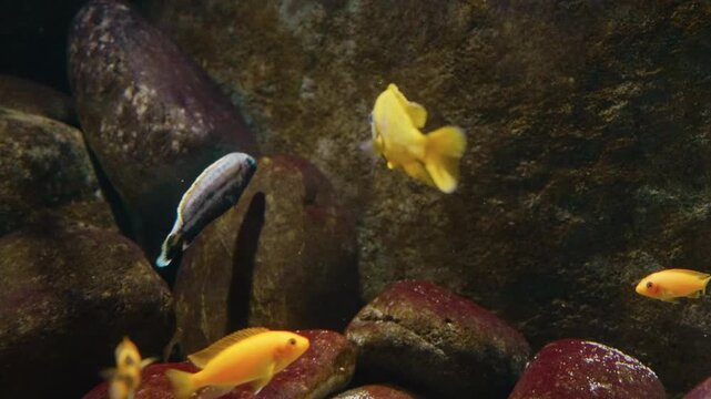 A close up shot of a bright yellow Labidochromis caeruleus, also known as a yellow lab cichlid, swimming in a freshwater aquarium.