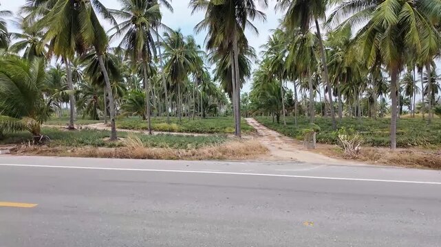 Intercropping tropical farm moving past palm and pineapple fields