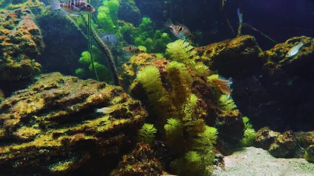 A close up shot of a vibrant yellow cichlid fish (Labidochromis caeruleus) swimming gracefully in a freshwater aquarium. The background features dark, textured rocks and a sandy bottom, creating a nat