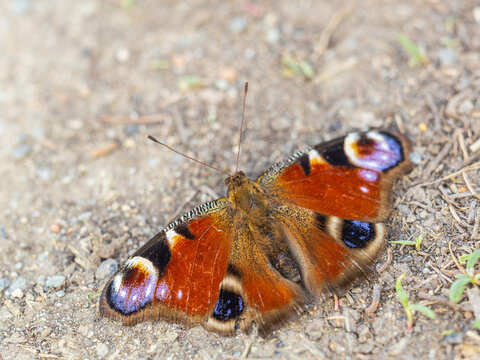 Peacock butterfly on the ground among the grass