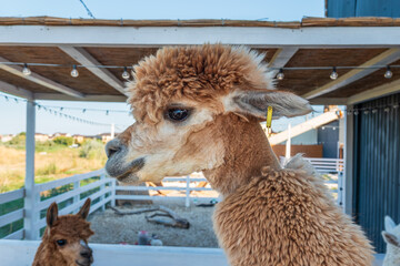 Obraz premium Close-up of a brown alpaca, showing its face and woolly neck.