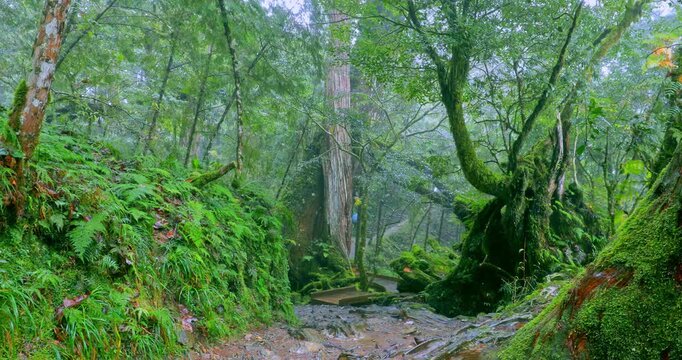 Moss-covered stone hiking trails in the original rainforest of Qilan, Taiwan